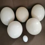 تخم شترمرغ اعلا